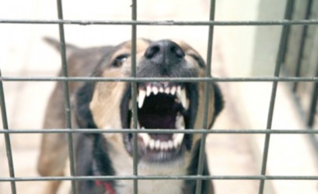 Un copil a ajuns la Spitalul Judeţean, după ce a fost muşcat de câine